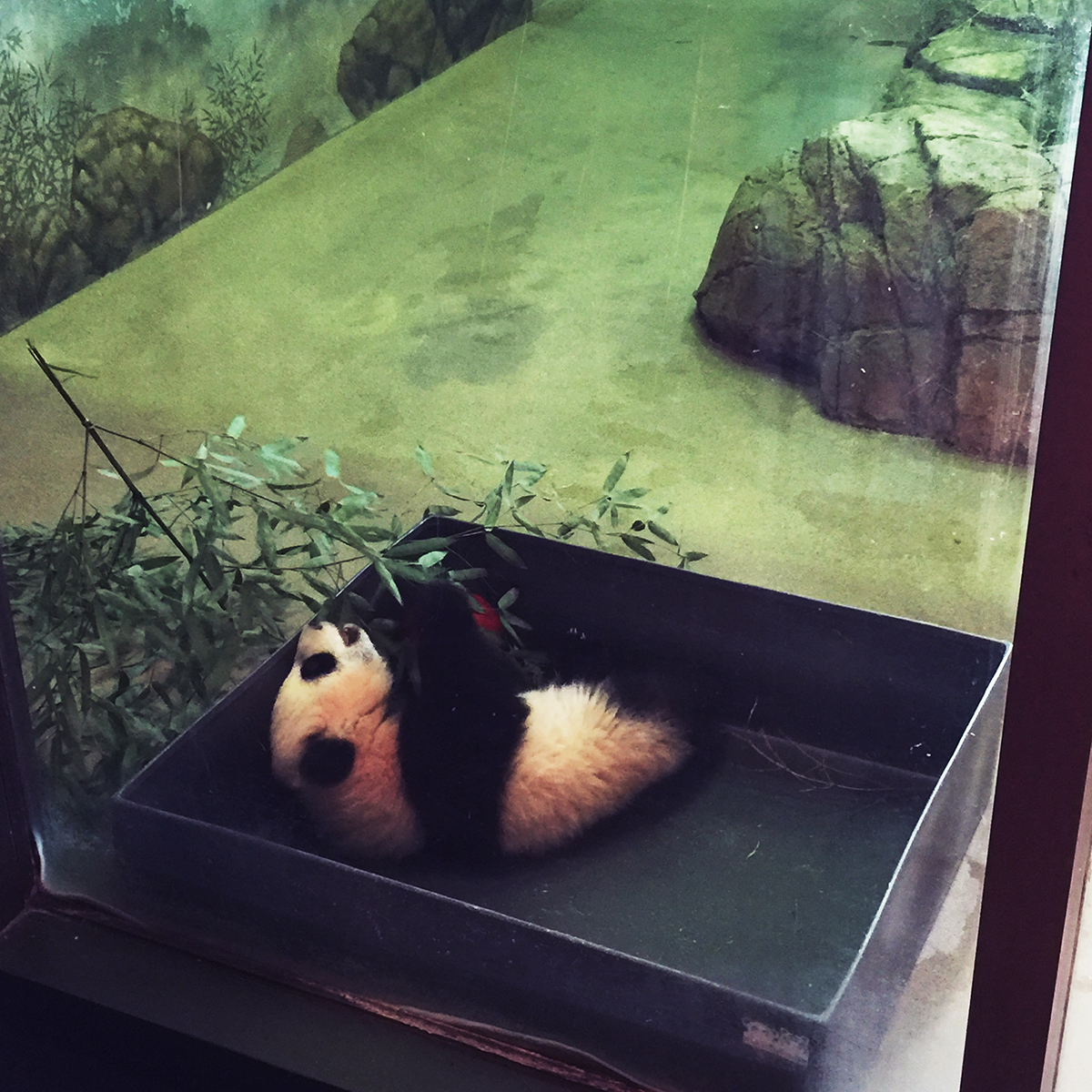 Photos: See Bei Bei Grow From Cub to Giant Panda – NBC4 Washington