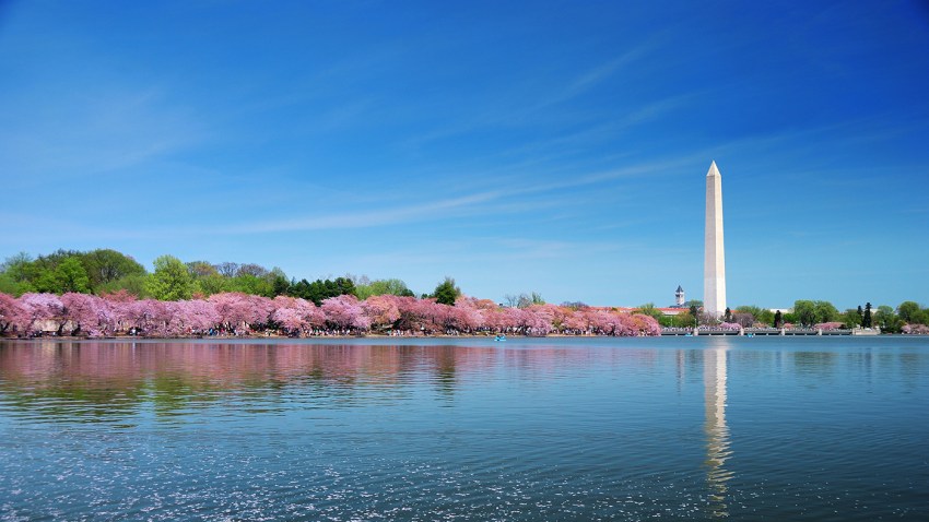 Washington DC cherry blossom