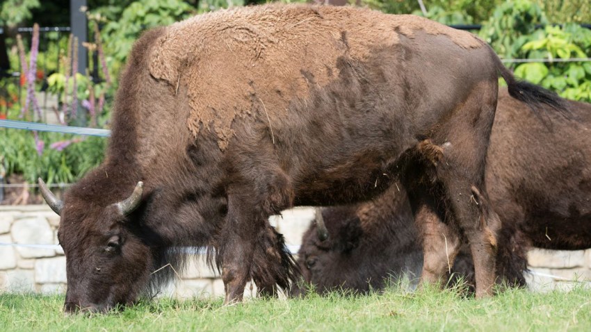 bison national zoo