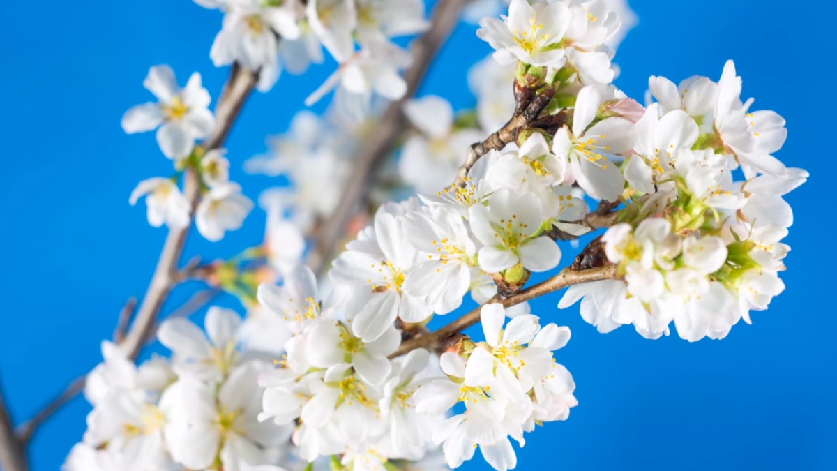 The Ultimate Guide to the DC Cherry Blossoms, While Social Distancing