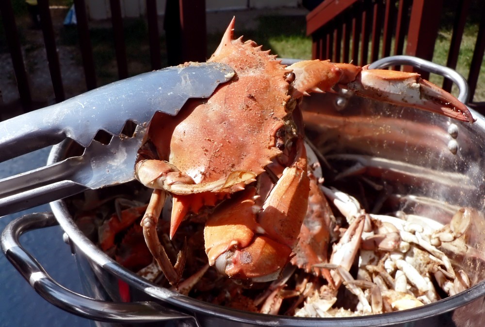 Eating Crabs the Maryland Way – NBC4 Washington
