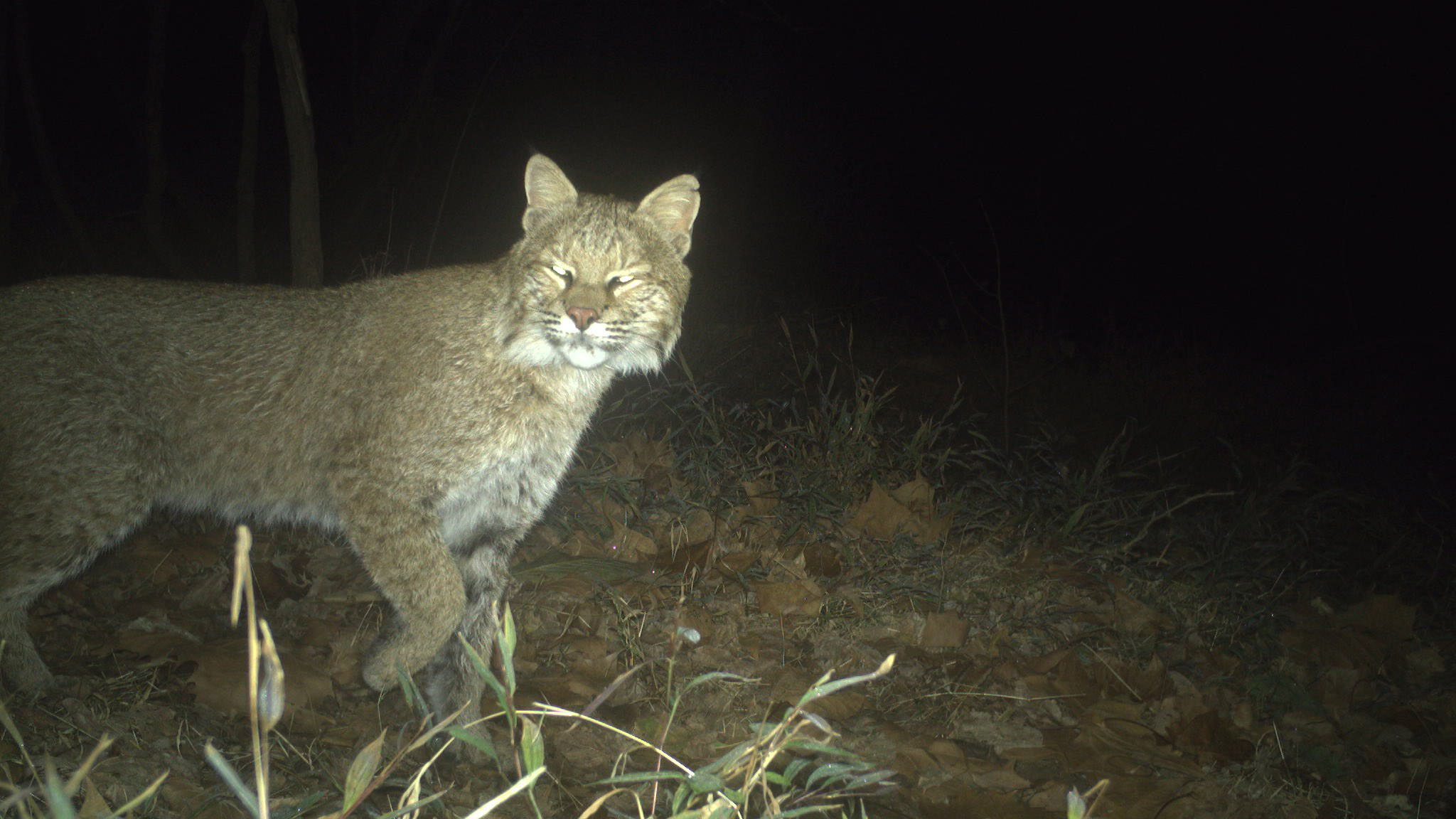 Bobcat Spotted Prowling Woods in Northwest DC