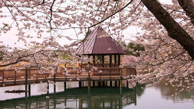 National Cherry Blossom Festival and All Nippon Airways to Plant