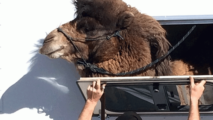 camel-klemack-acton
