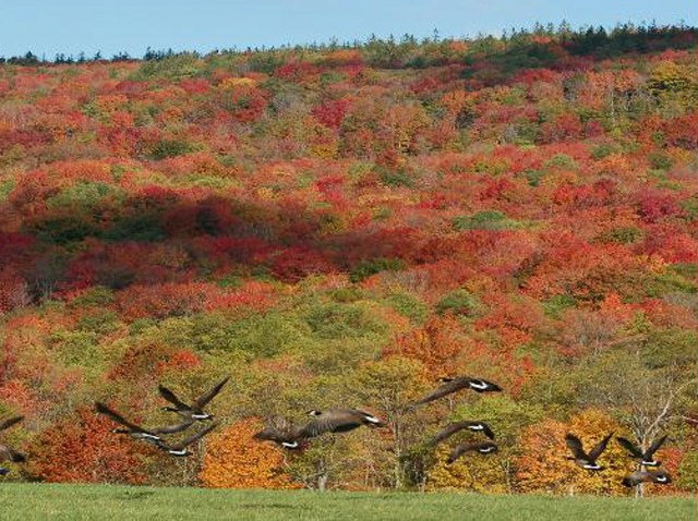 canaan valley by dave lesher2