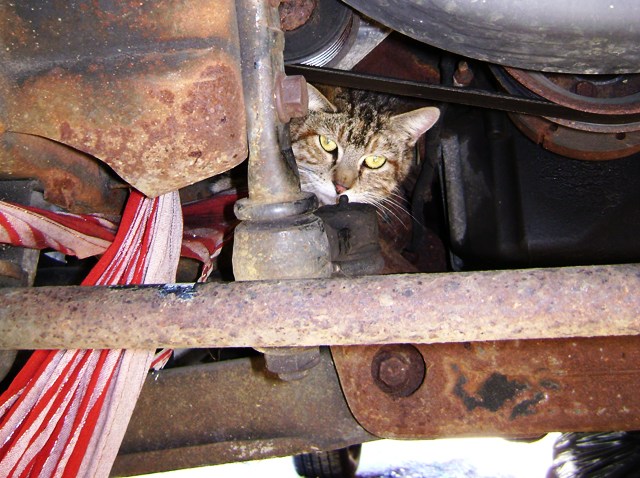 cat18