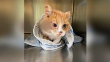 cat with arrow in head