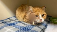 cat after surgery