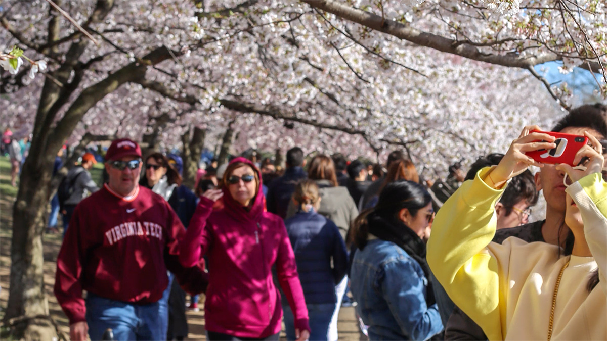 These Before-and-After Photos Might Make You Rethink Visiting DC's Cherry Blossoms