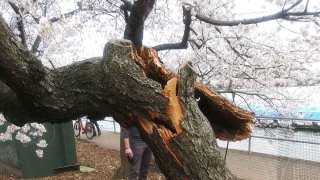 cherry blossom tree broken