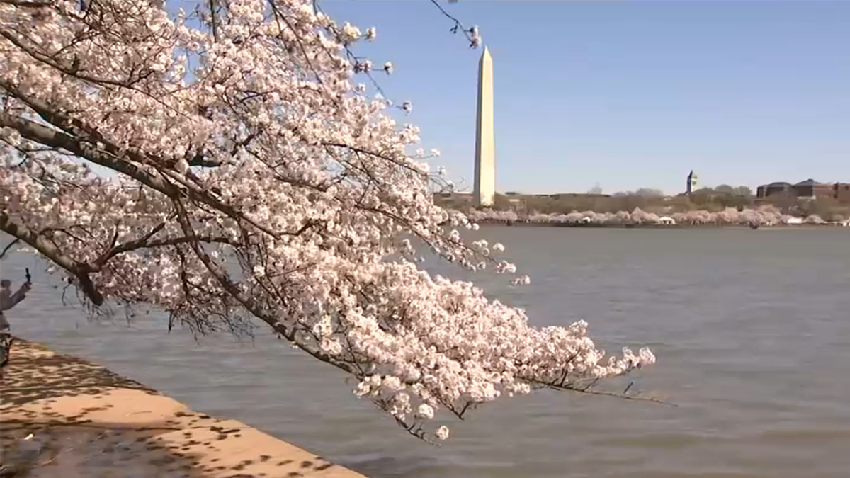 Cherry Blossom Peak Bloom Projection Updated For March 21 24 Nbc4