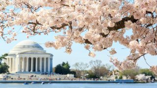 cherry blossoms