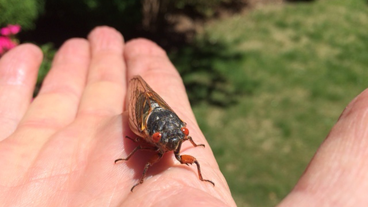 Thousands of Cicadas Unexpectedly Hatching in DC Area NBC4 Washington