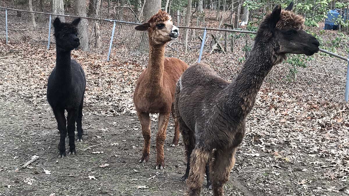 Alpacas Get Loose, Roam Maryland Neighborhood