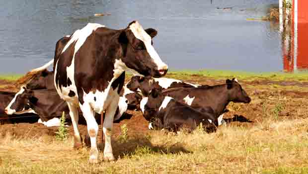cows_generic