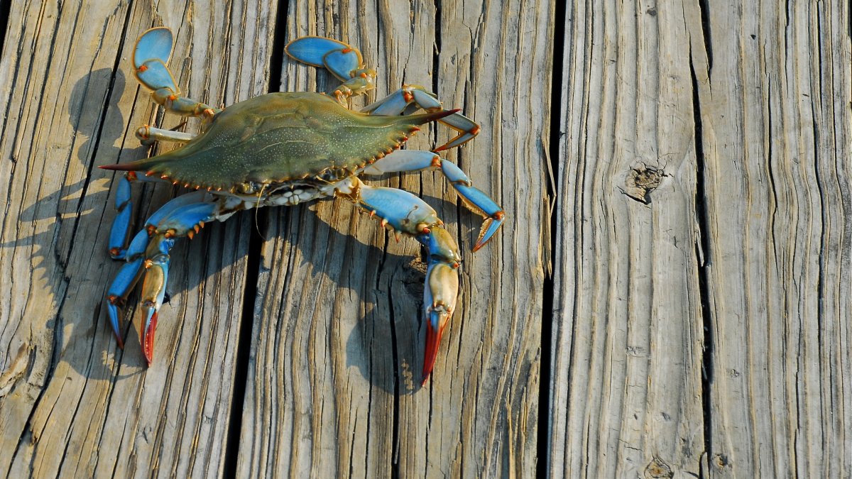 Maryland’s Recreational Crabbing Season Underway NBC4 Washington