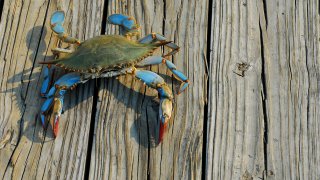 Maryland blue crab, Chesapeake Bay