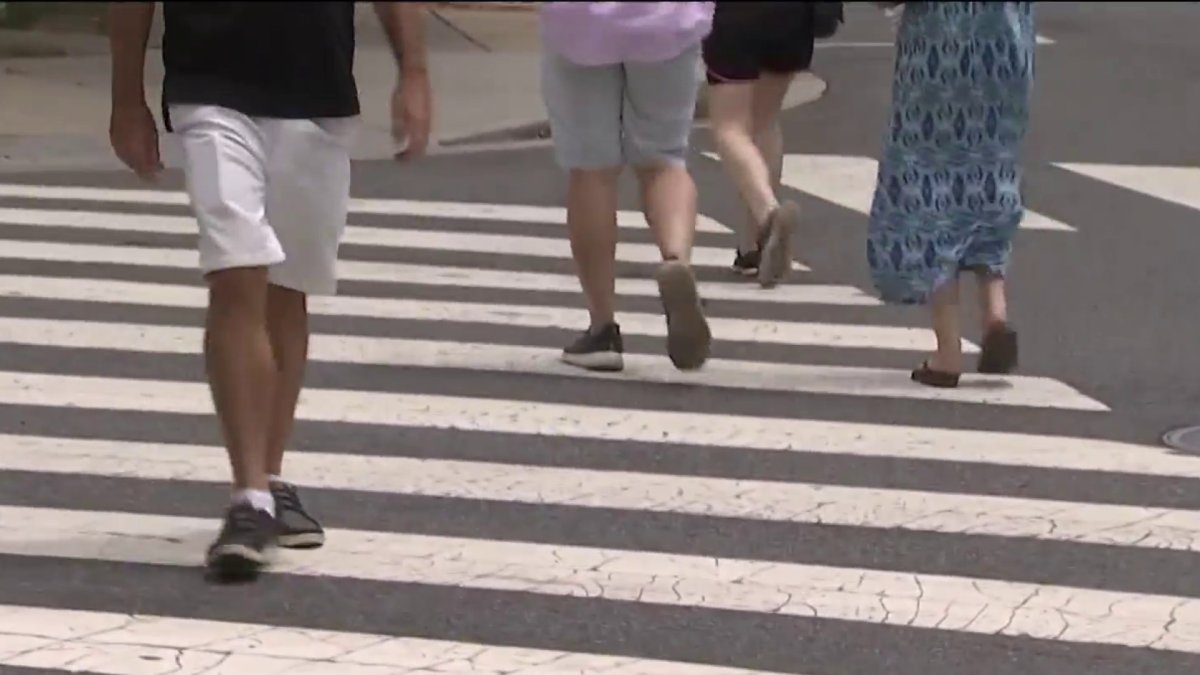 Law-Abiding Family of Swans Cross Road at Pedestrian Crossing 