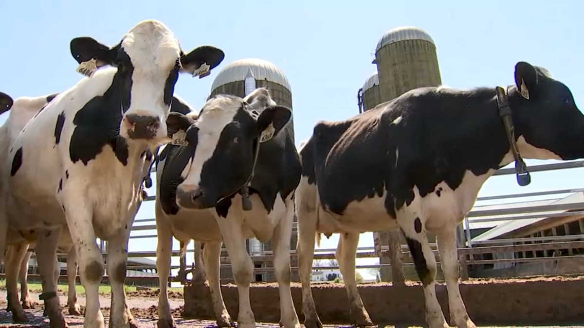 Virginia Dairy Farm, Food Bank Brought Together by Helping Each Another