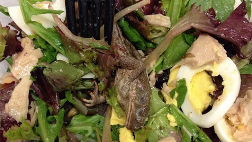 dead frog salad