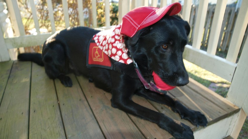 dog baseball