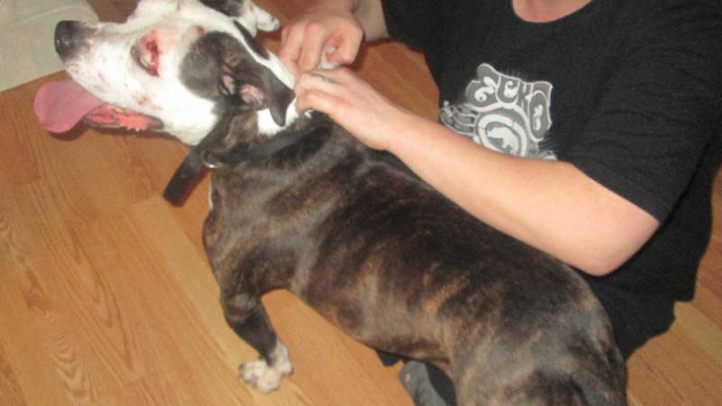 Dog Thrown Out Window Of Moving Car On Long Island Nbc4