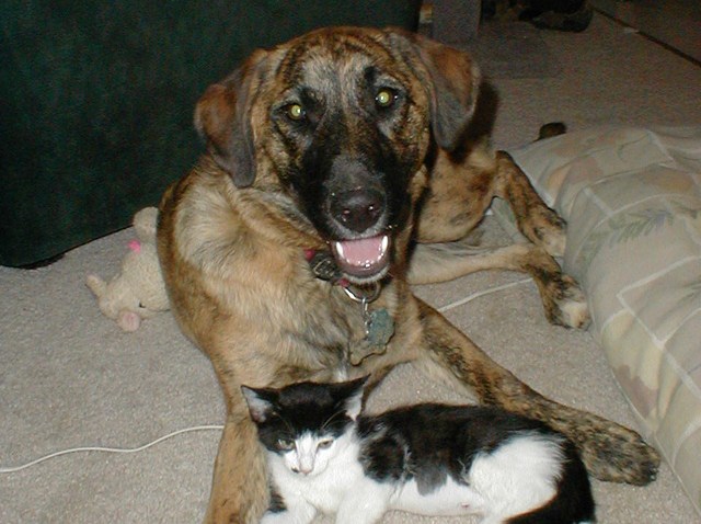Dog who died after eating dog treats