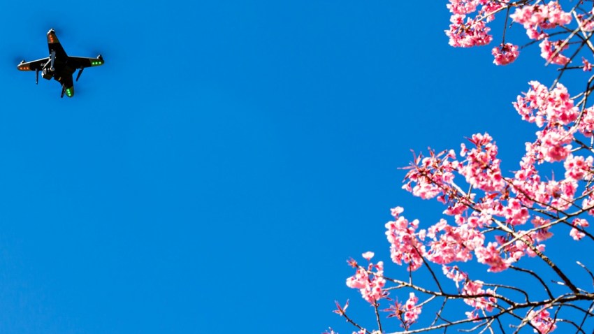 Cherry Blossoms and Drone