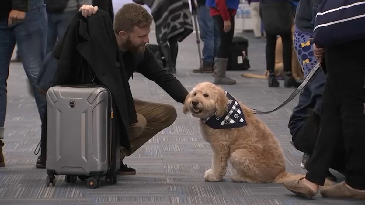 Comfort Dogs Greet Travelers at Dulles NBC4 Washington