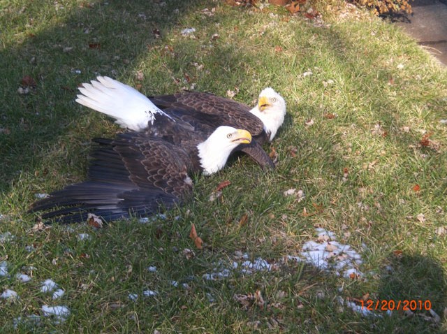 eagles_sterling
