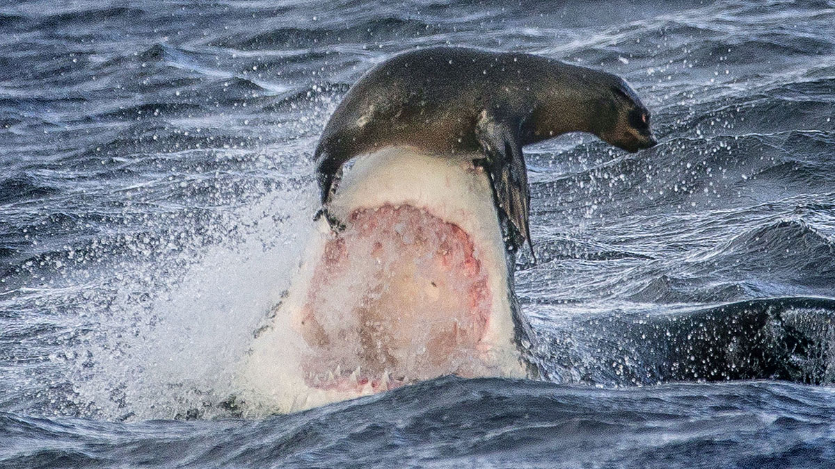 Close Call: Seal Narrowly Escapes Shark Attack – NBC4 Washington