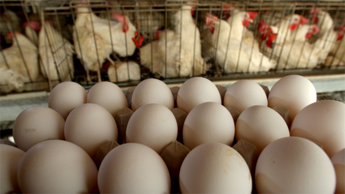 Why Are Egg Prices Skyrocketing? Some Experts Blame The Bird Flu – NBC4 ...