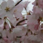 fort mchenry cherry blossom