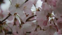 fort mchenry cherry blossom