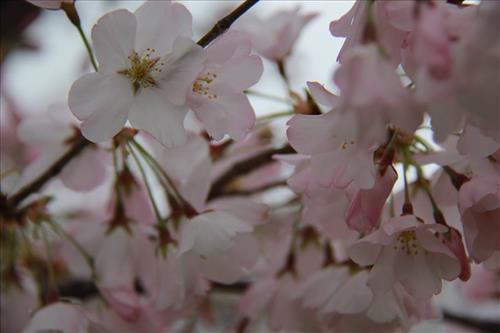 cherry blossom fort mchenry