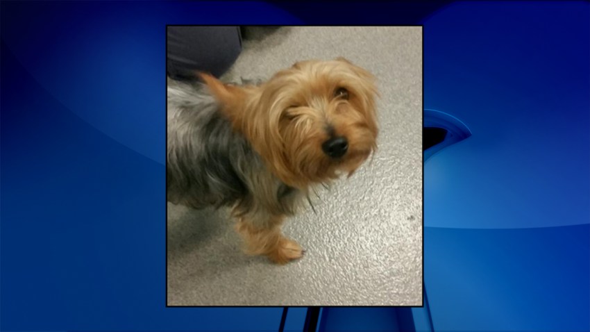 found-dog