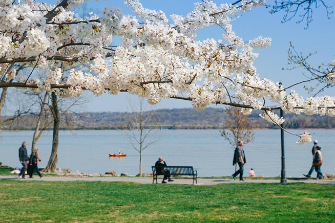 This Park Near NYC Has More Cherry Blossom Trees Than Washington, D.C. —  How to Visit