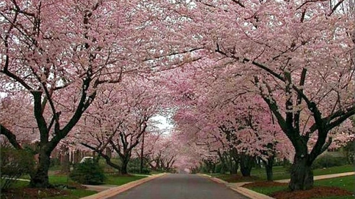 See the National Mall cherry blossom bloom for yourself with BloomCam