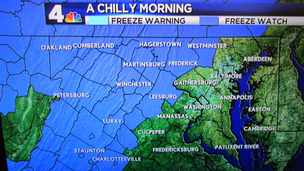 freeze waatch