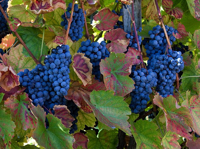 grapes_winery1