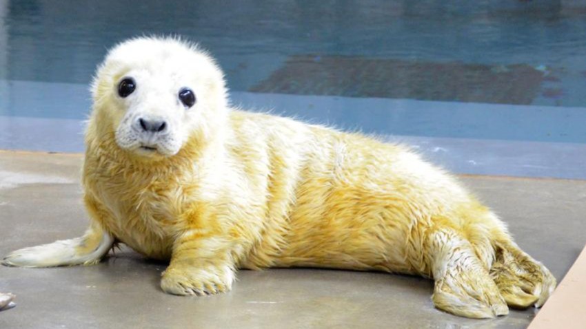 grey_seal_pup_day_2