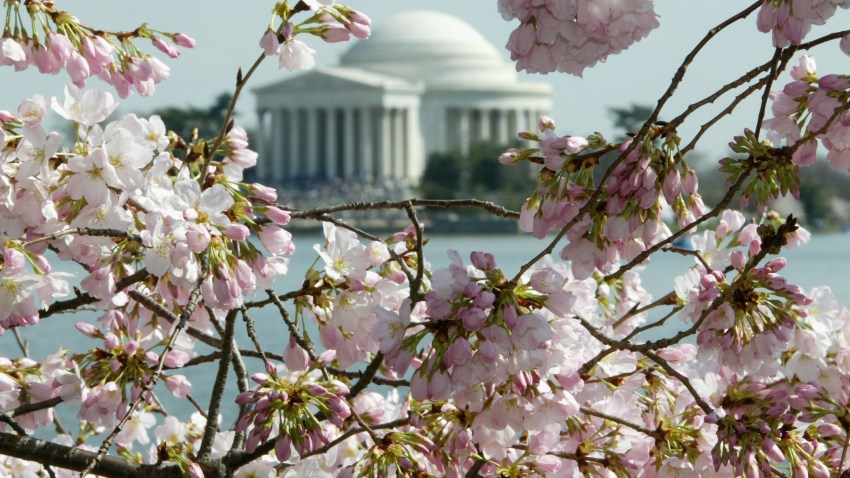3149527AW003_CherryBlossom