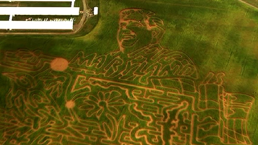 hogan-maze-chopper