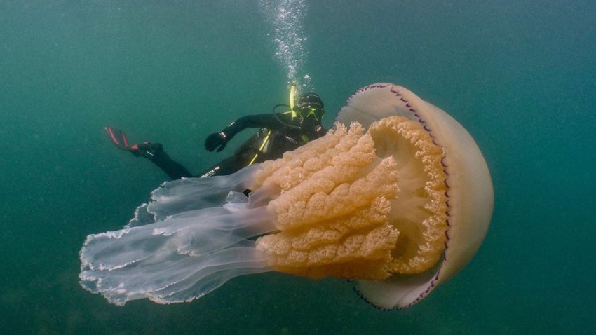 jellyfish (1)