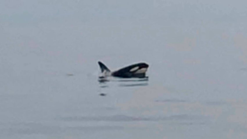 killer_whale_virginia