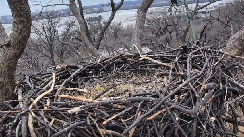 liberty justice eagles empty nest Untitled-1