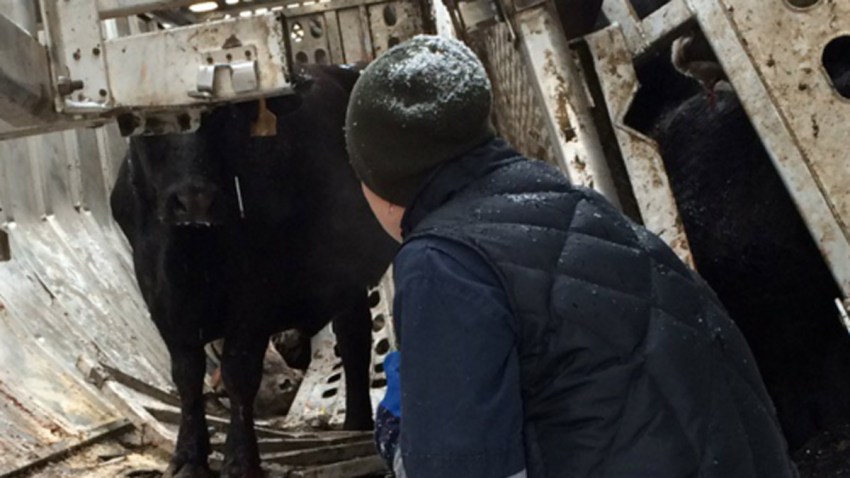 loose cattle