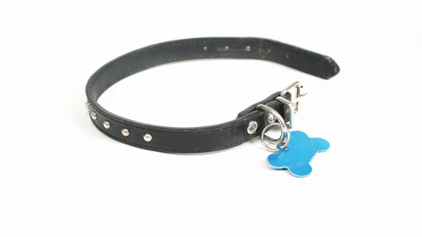 lost_dog