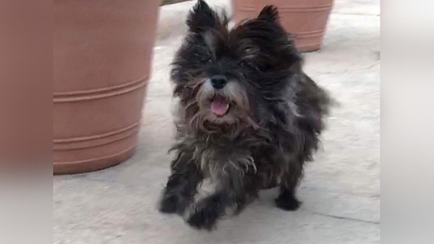 lostterrierarl
