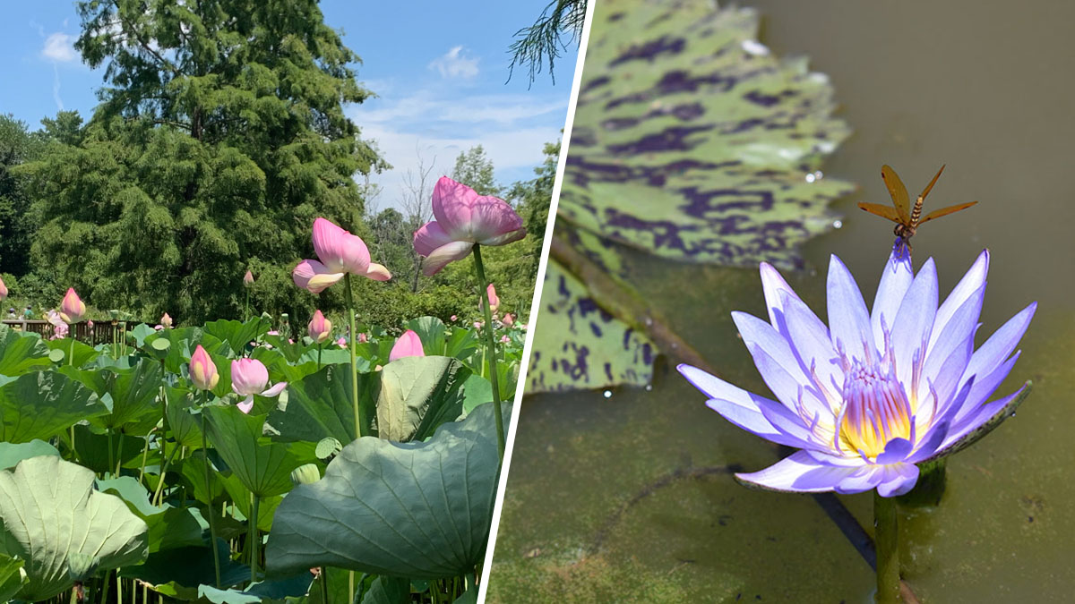 Lotus Flowers Water Lilies In Full Bloom At Dc S Aquatic Gardens